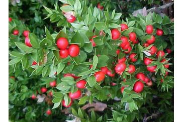 Butcher`s Broom Extract