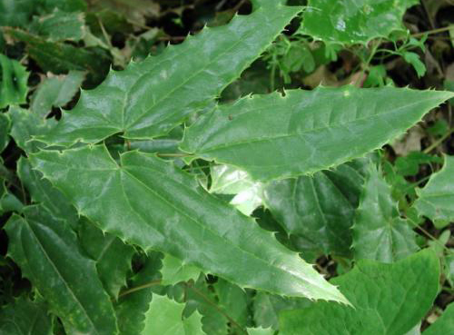 Epimedium Extract