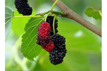 Mulberry red color