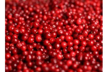 Cranberry Extract