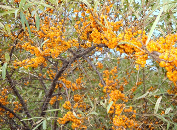 Fructus Hippophae Extract