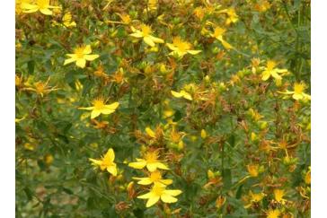 St.John`s Wort Extract