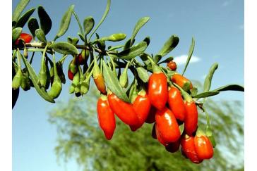 Wolfberry Extract