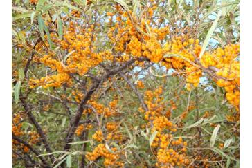 Fructus Hippophae Extract