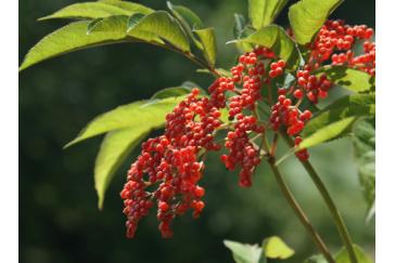 Elderberry Extract