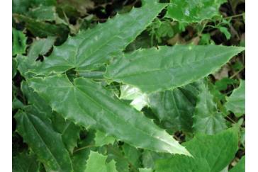 Epimedium Extract