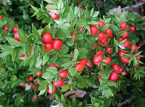 Butcher`s Broom Extract