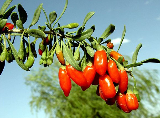 Wolfberry Extract