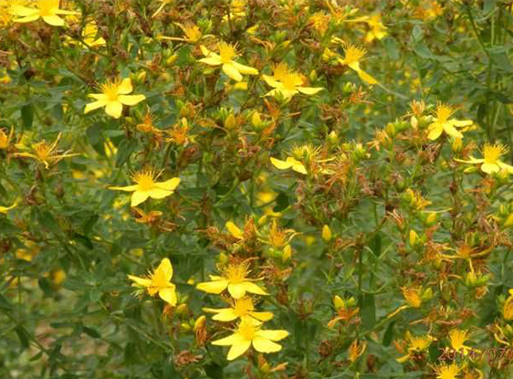 St.John`s Wort Extract