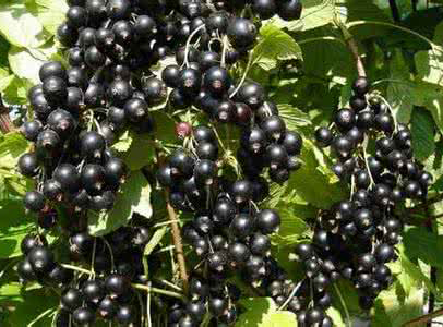 Black currant Extract 