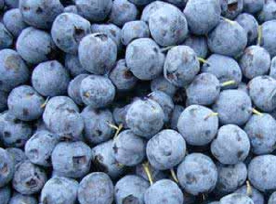 Bilberry Extract
