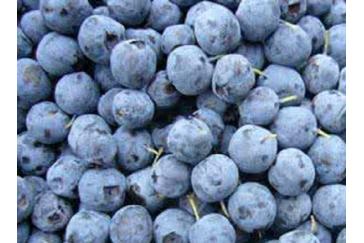 Bilberry Extract