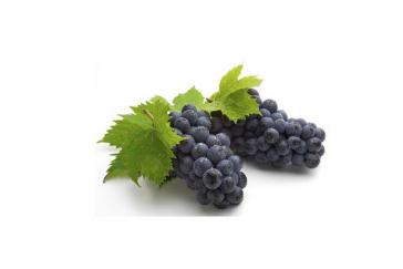 Black Currant Fruit Powder