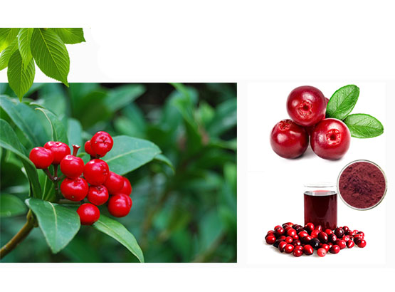 Cranberry Fruit Powder