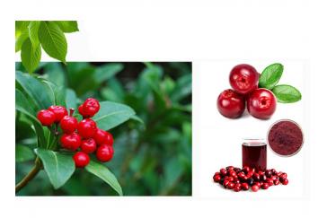 Cranberry Fruit Powder
