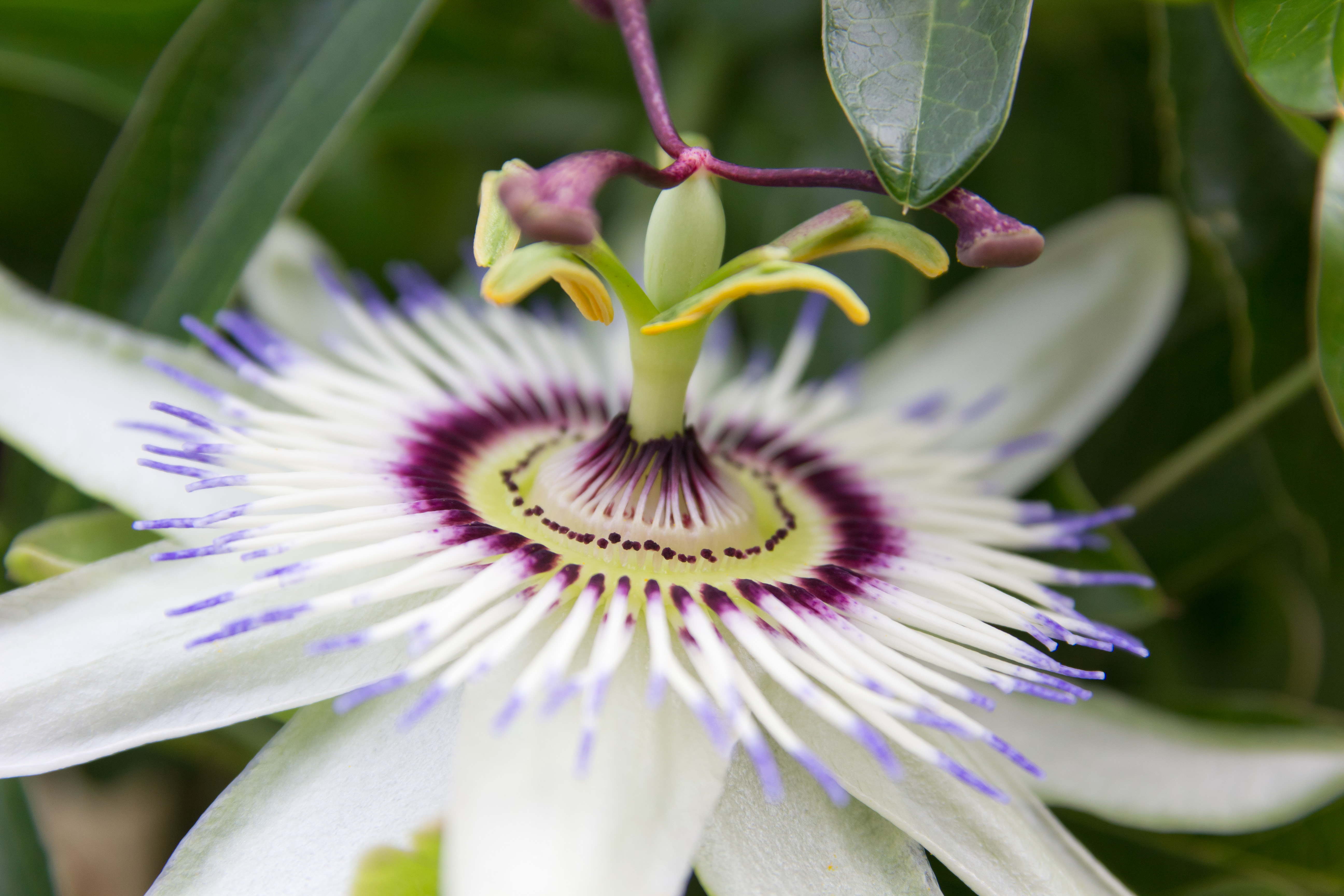 Passion flower Extract