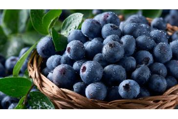 Blueberry Extract
