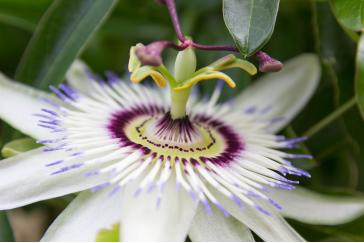 Passion flower Extract